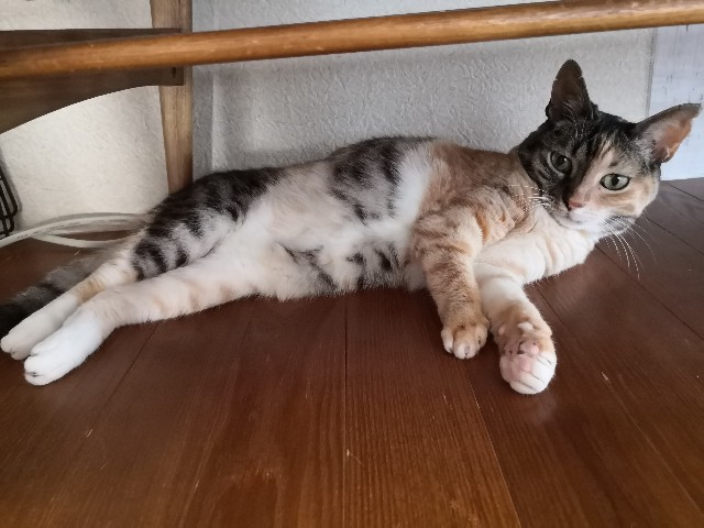 f:id:hiraryo0201:20200815000907j:image f:id:hiraryo0201:20200815000907j:image