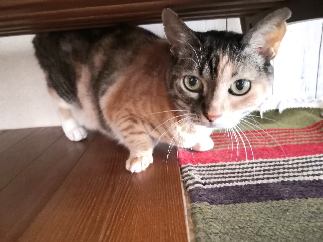 f:id:hiraryo0201:20200815000942j:image f:id:hiraryo0201:20200815000942j:image