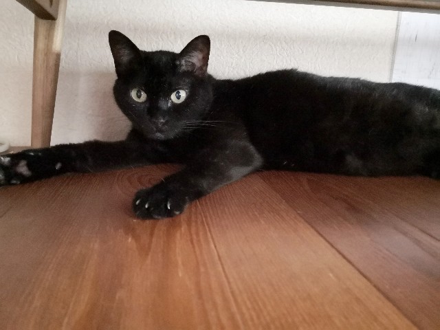 f:id:hiraryo0201:20200815000954j:image f:id:hiraryo0201:20200815000954j:image