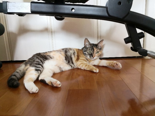 f:id:hiraryo0201:20200815001023j:image f:id:hiraryo0201:20200815001023j:image