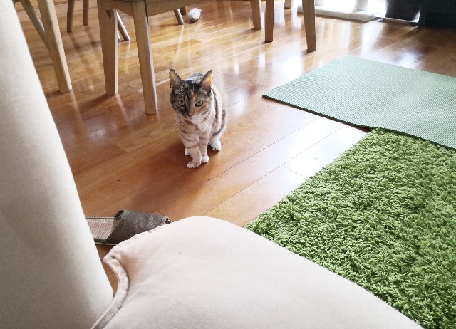 f:id:hiraryo0201:20200815141438j:image f:id:hiraryo0201:20200815141438j:image