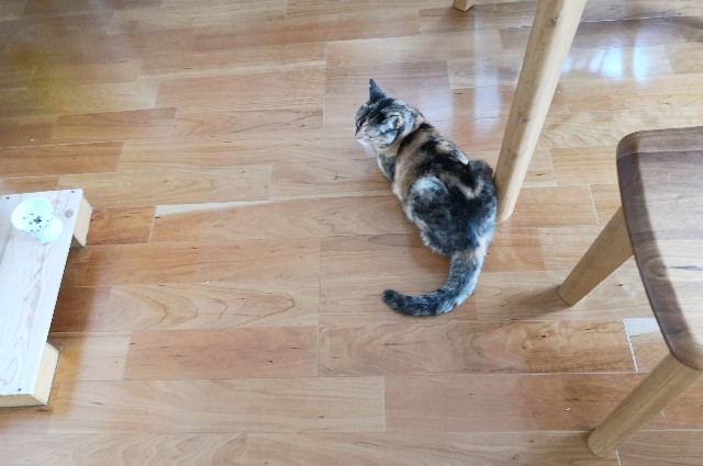 f:id:hiraryo0201:20200815141450j:plain f:id:hiraryo0201:20200815141450j:plain