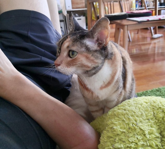 f:id:hiraryo0201:20200815214222j:image