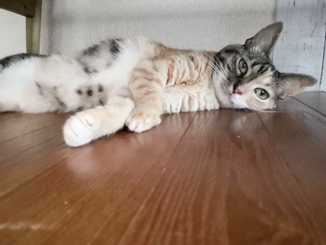 f:id:hiraryo0201:20200816194654j:plain f:id:hiraryo0201:20200816194654j:plain