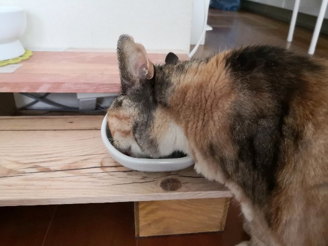 f:id:hiraryo0201:20200817132229j:image f:id:hiraryo0201:20200817132229j:image