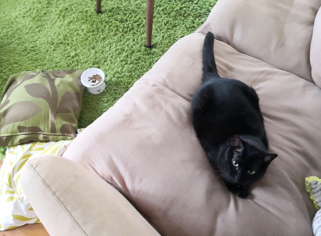 f:id:hiraryo0201:20200829134039j:plain f:id:hiraryo0201:20200829134039j:plain