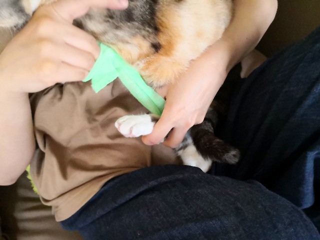 f:id:hiraryo0201:20200829134101j:image f:id:hiraryo0201:20200829134101j:image