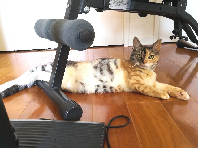 f:id:hiraryo0201:20200830144930j:image f:id:hiraryo0201:20200830144930j:image