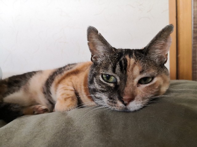 f:id:hiraryo0201:20200904182618j:image f:id:hiraryo0201:20200904182618j:image