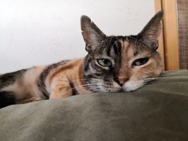 f:id:hiraryo0201:20200904182637j:image f:id:hiraryo0201:20200904182637j:image