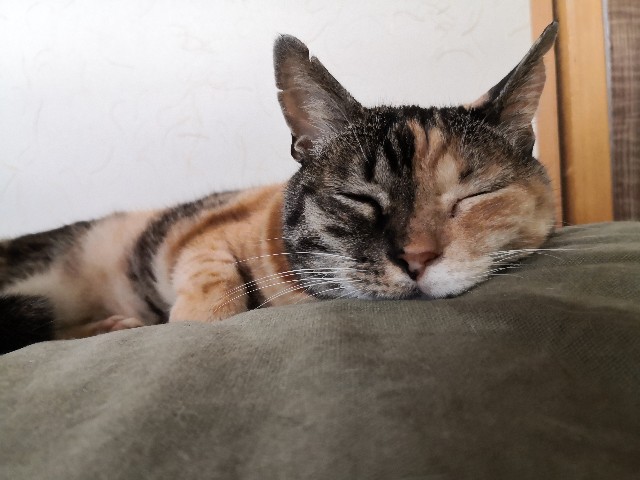 f:id:hiraryo0201:20200904182811j:image f:id:hiraryo0201:20200904182811j:image