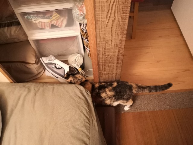 f:id:hiraryo0201:20200904183019j:image f:id:hiraryo0201:20200904183019j:image