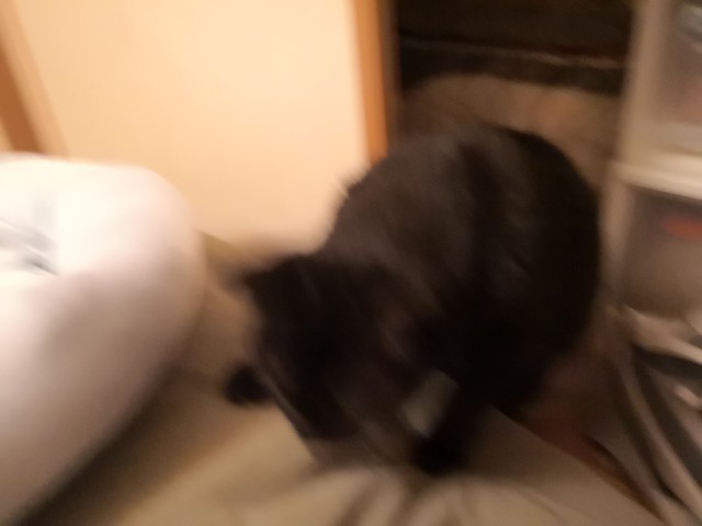 f:id:hiraryo0201:20200904183040j:image f:id:hiraryo0201:20200904183040j:image