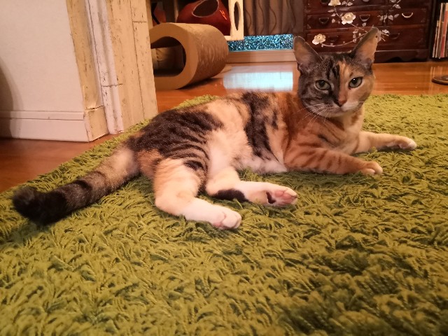 f:id:hiraryo0201:20200913000109j:image