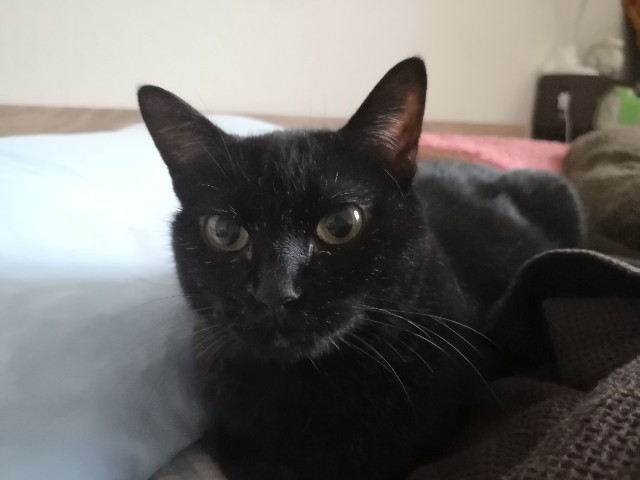 f:id:hiraryo0201:20200913070013j:plain f:id:hiraryo0201:20200913070013j:plain