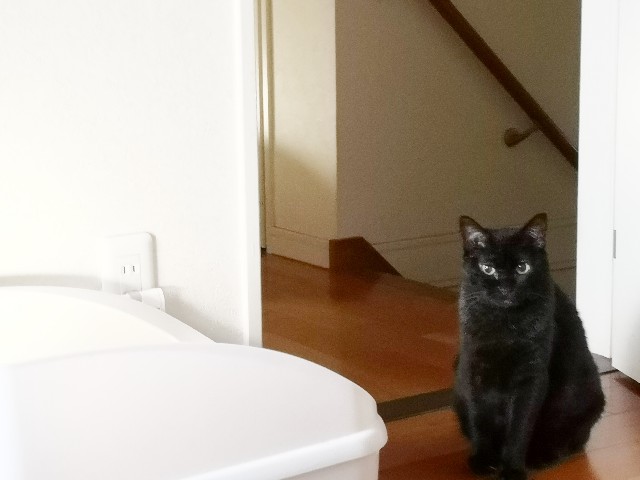 f:id:hiraryo0201:20200915074818j:image