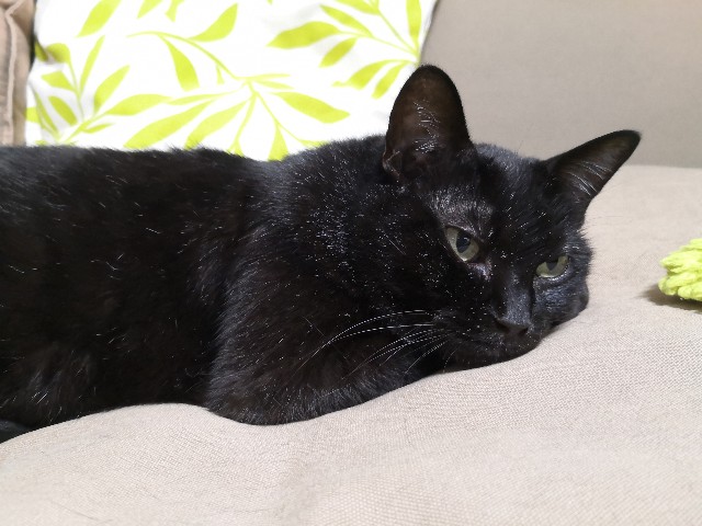 f:id:hiraryo0201:20200915074857j:image