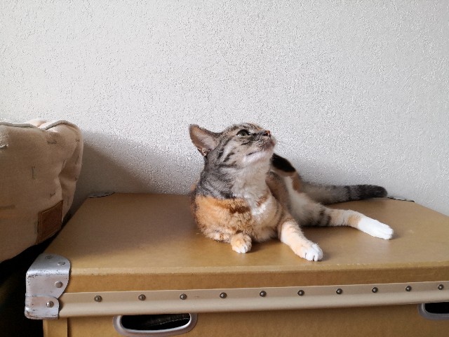 f:id:hiraryo0201:20200919161928j:image