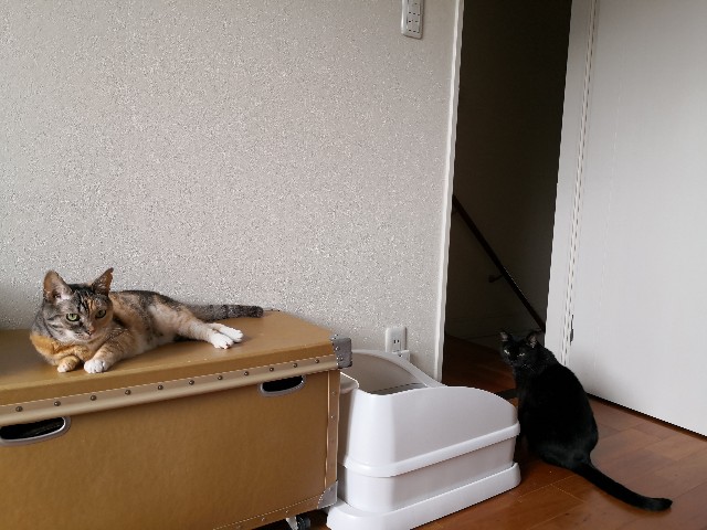 f:id:hiraryo0201:20200919162018j:image
