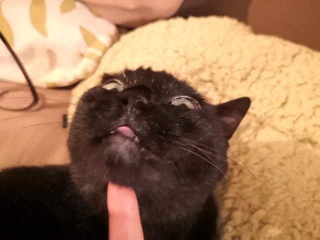 f:id:hiraryo0201:20200923083204j:image