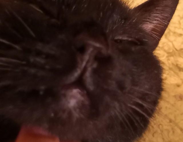 f:id:hiraryo0201:20200923083228j:image