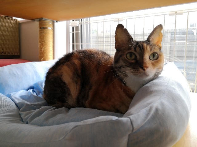 f:id:hiraryo0201:20200927213324j:image f:id:hiraryo0201:20200927213324j:image