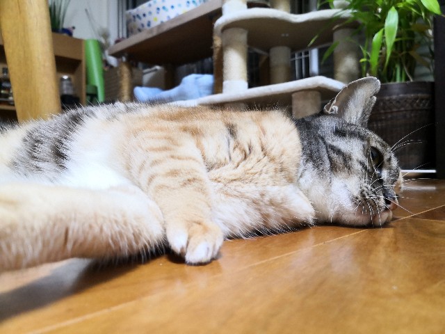 f:id:hiraryo0201:20200929063631j:image