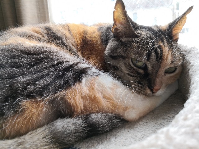 f:id:hiraryo0201:20201008225250j:image f:id:hiraryo0201:20201008225250j:image