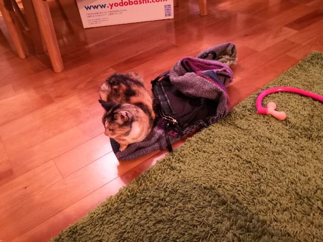 f:id:hiraryo0201:20201018085031j:image f:id:hiraryo0201:20201018085031j:image