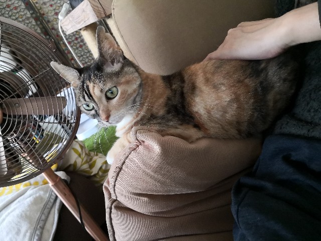 f:id:hiraryo0201:20201019001655j:image