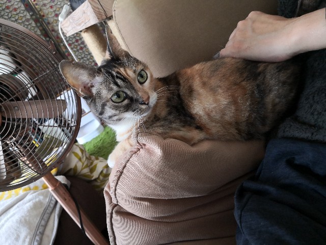 f:id:hiraryo0201:20201019001718j:image