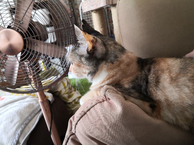 f:id:hiraryo0201:20201019001743j:image