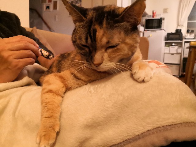 f:id:hiraryo0201:20201024160851j:image