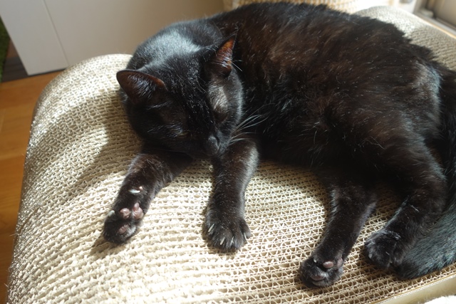 f:id:hiraryo0201:20201024161854j:plain