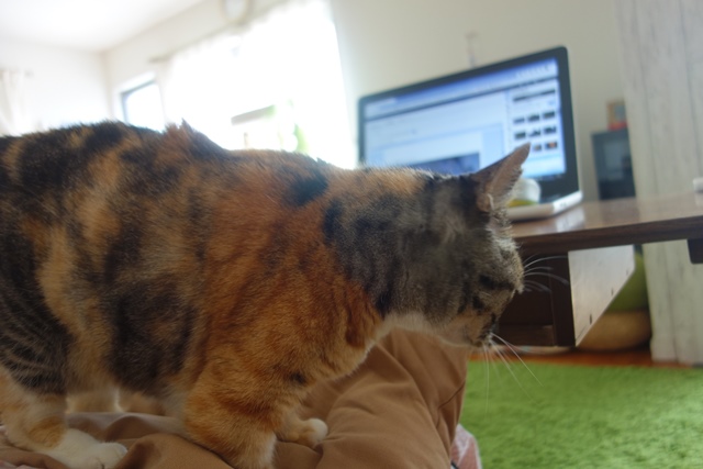 f:id:hiraryo0201:20201024161947j:plain