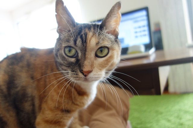 f:id:hiraryo0201:20201024162050j:plain