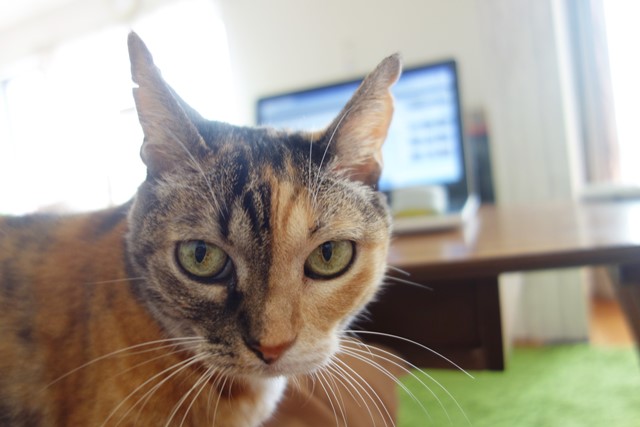 f:id:hiraryo0201:20201024162116j:plain