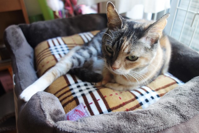 f:id:hiraryo0201:20201024163138j:plain