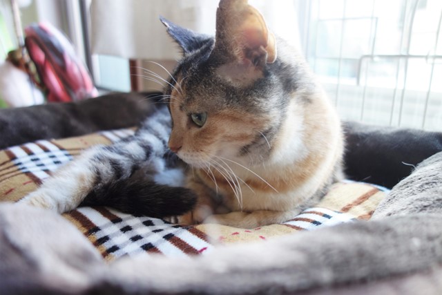 f:id:hiraryo0201:20201024163145j:plain