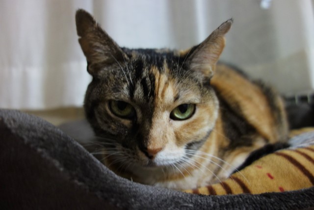 f:id:hiraryo0201:20201024163219j:plain