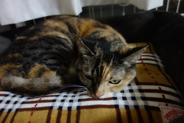 f:id:hiraryo0201:20201024163243j:plain