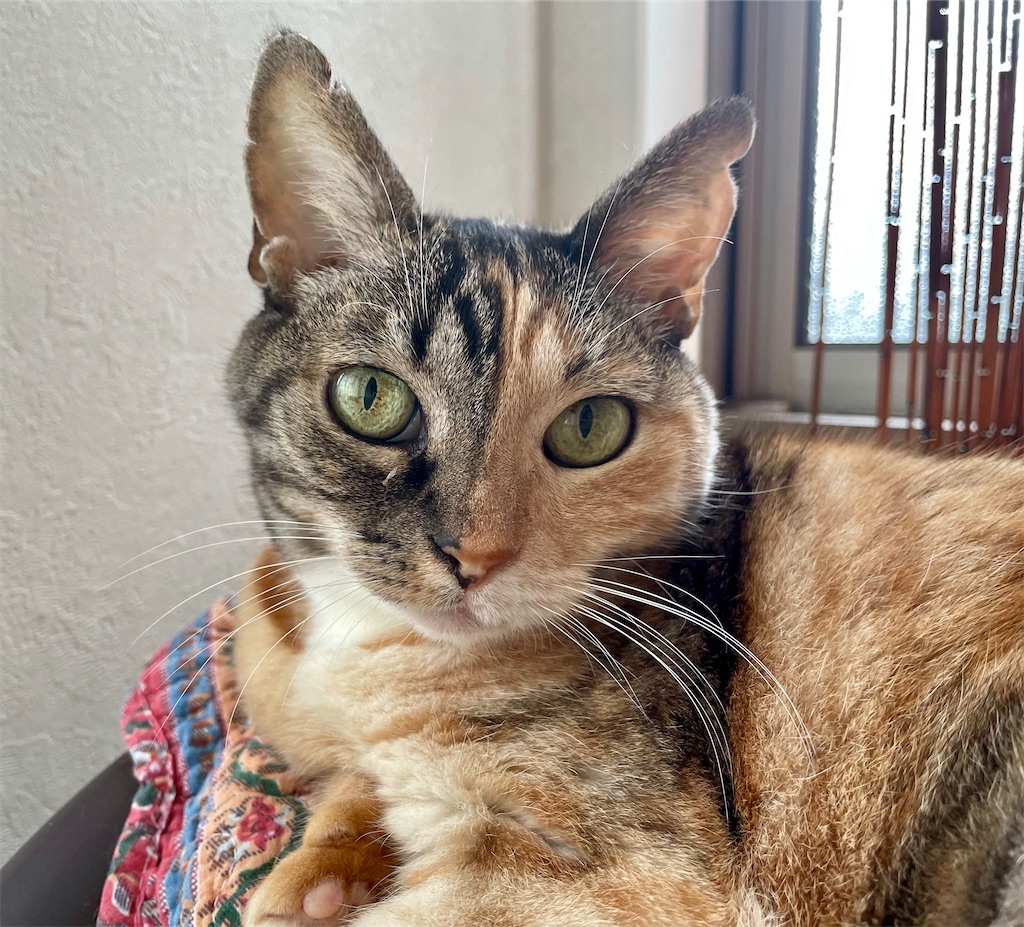 f:id:hiraryo0201:20201103210228j:image