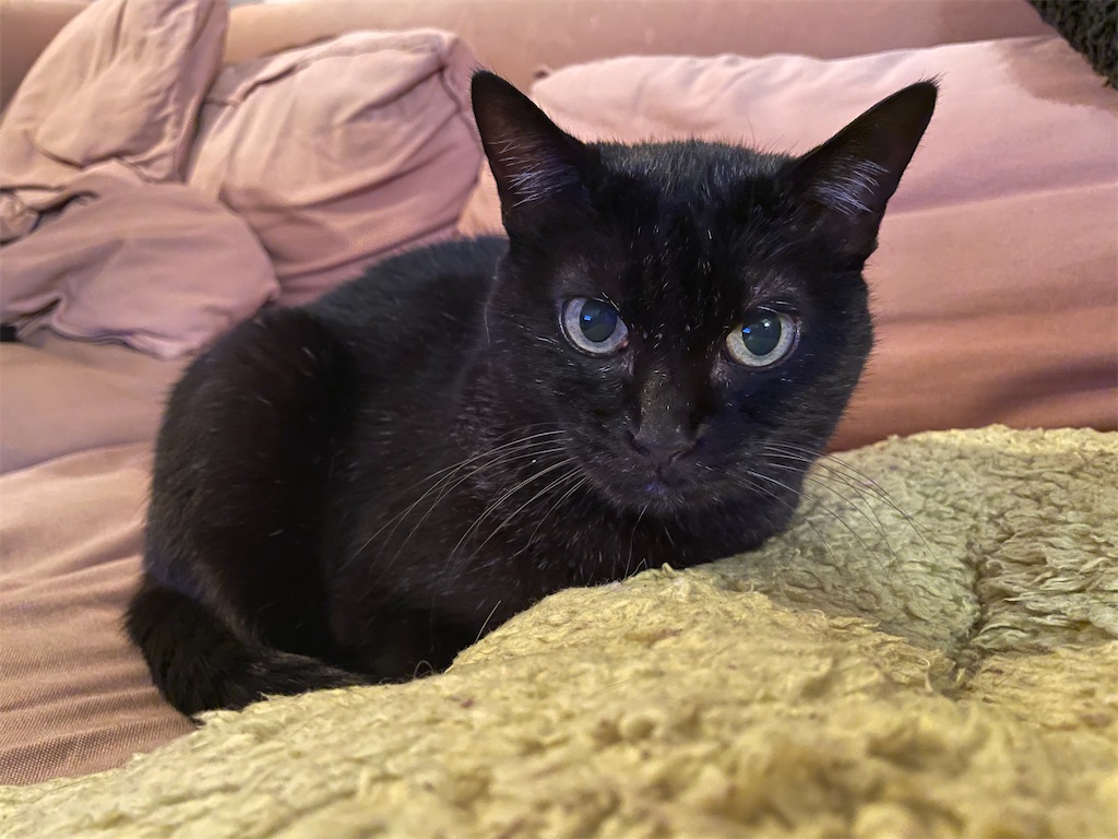 f:id:hiraryo0201:20201103210304j:image