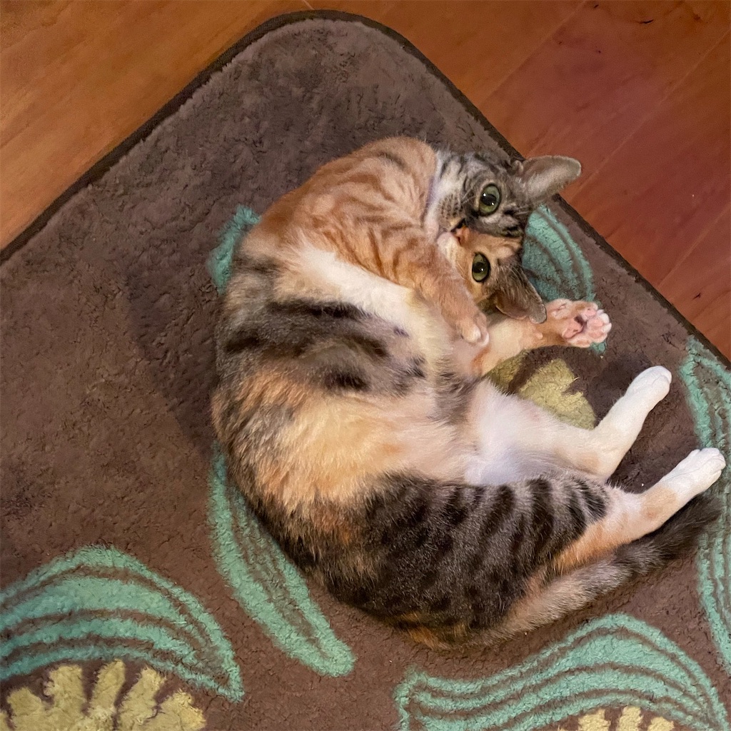 f:id:hiraryo0201:20201104185246j:image f:id:hiraryo0201:20201104185246j:image