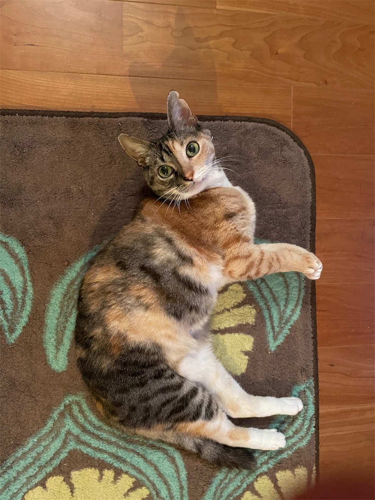 f:id:hiraryo0201:20201104185255j:image f:id:hiraryo0201:20201104185255j:image