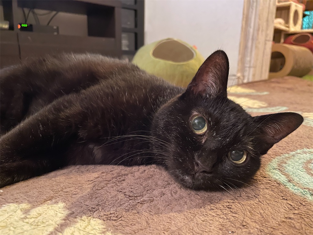 f:id:hiraryo0201:20201104185258j:image f:id:hiraryo0201:20201104185258j:image