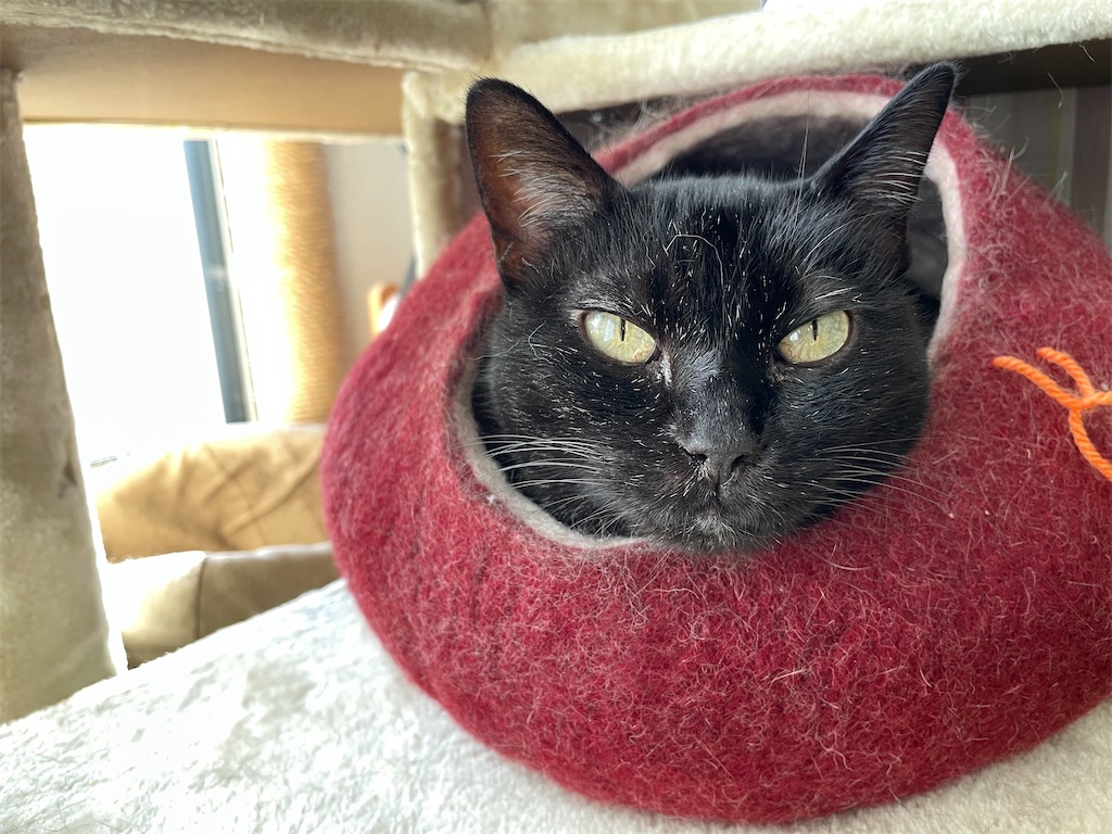 f:id:hiraryo0201:20201104191847j:image