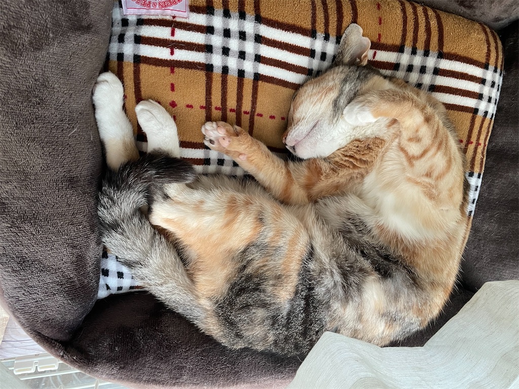 f:id:hiraryo0201:20201104191851j:image