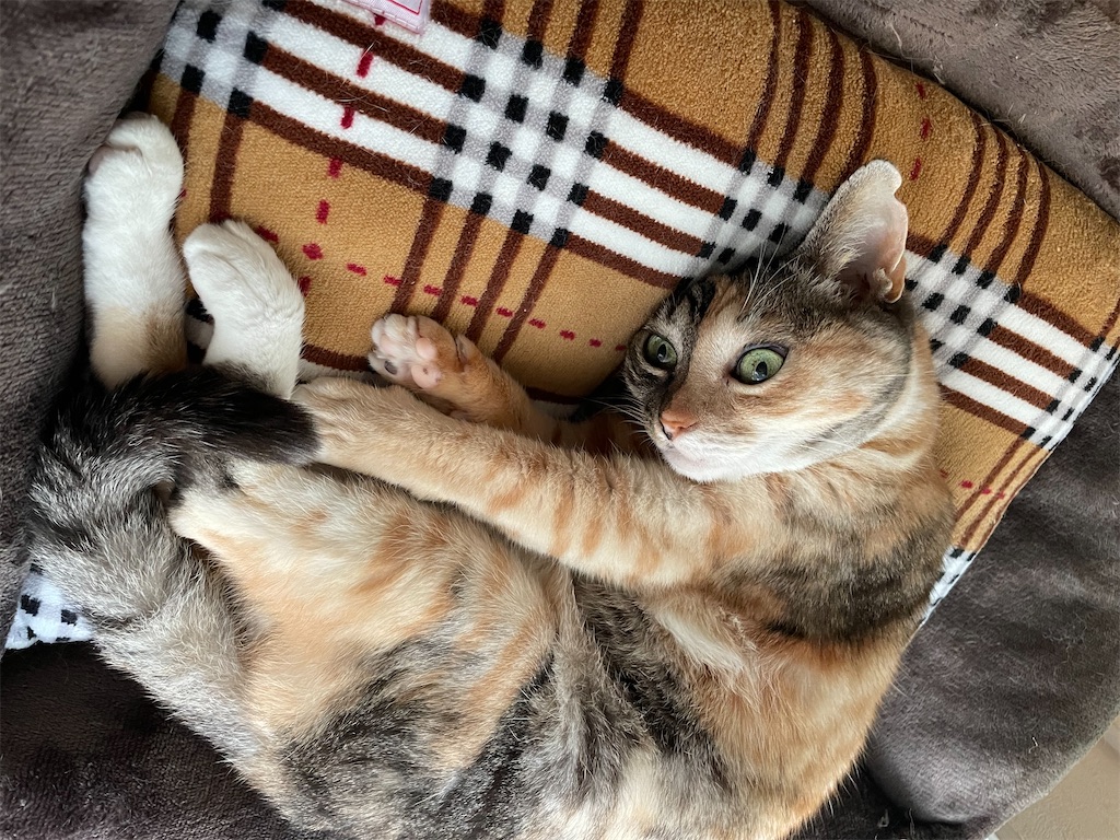 f:id:hiraryo0201:20201104191904j:image