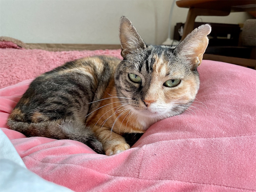 f:id:hiraryo0201:20201108130547j:image